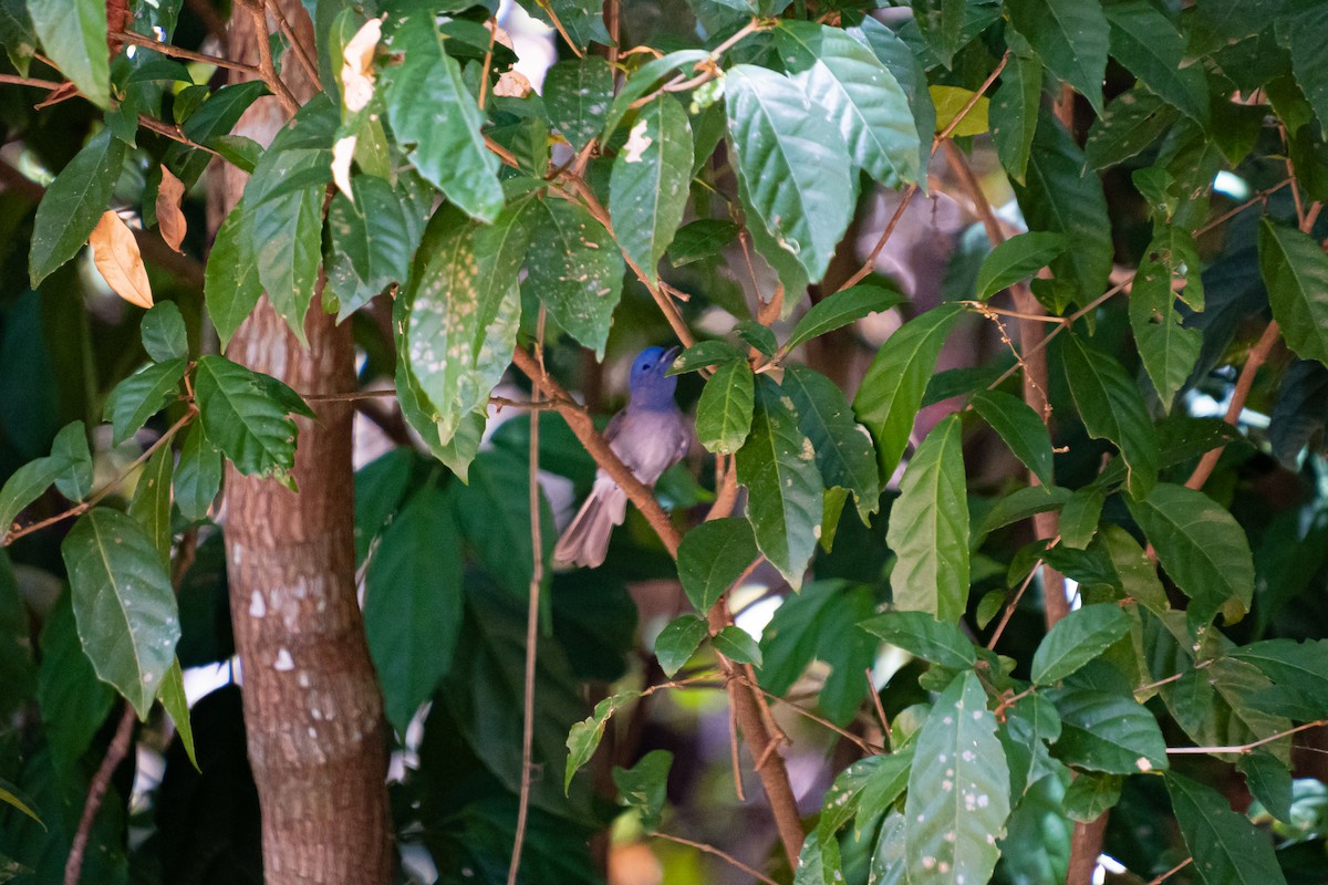 Black-naped Monarch - Russel Orodio