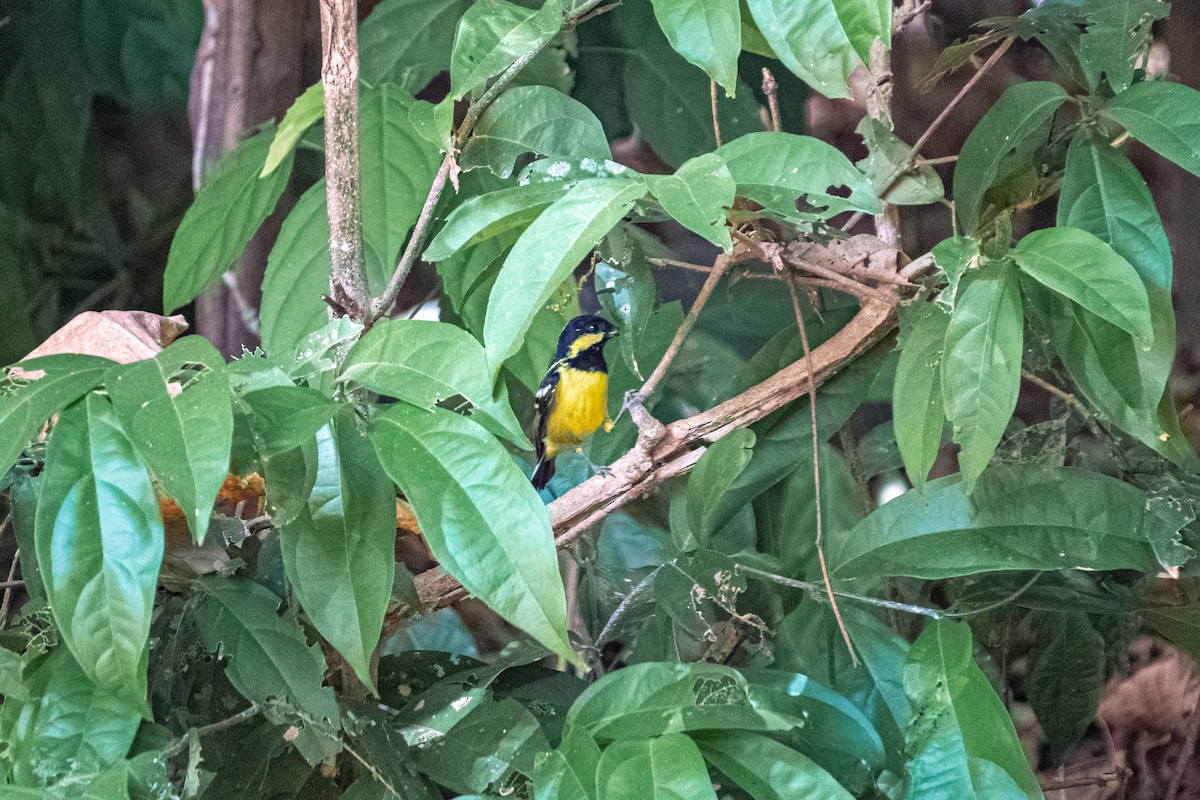 Elegant Tit - ML618545779