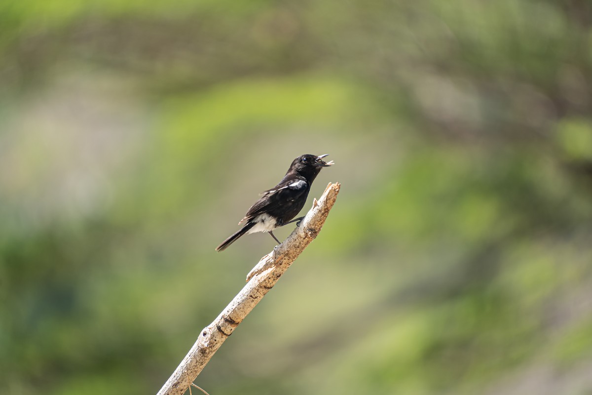 Pied Bushchat - ML618545783