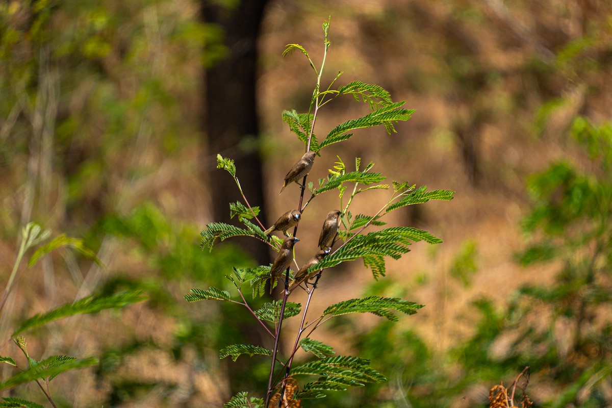 Scaly-breasted Munia - ML618545787