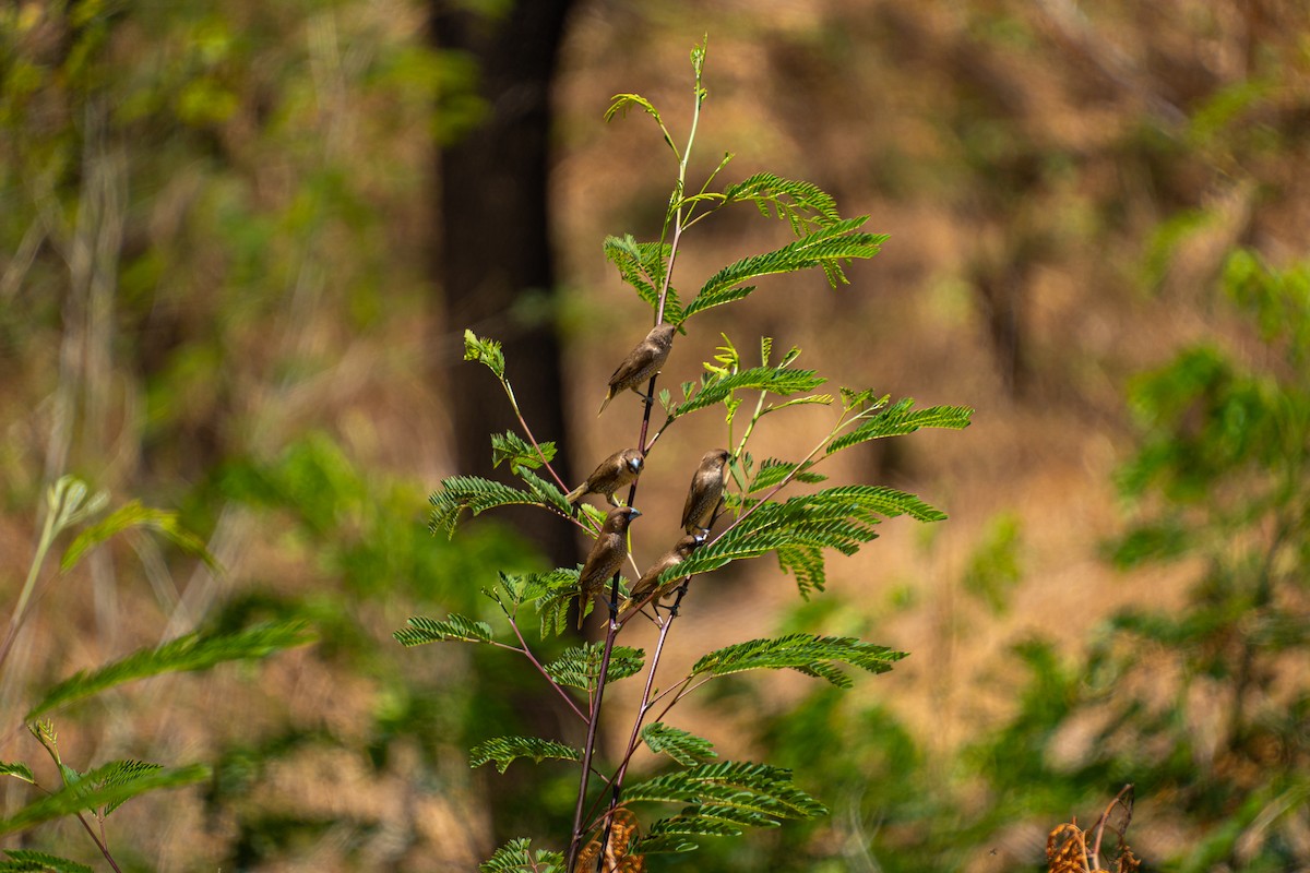 Scaly-breasted Munia - Russel Orodio