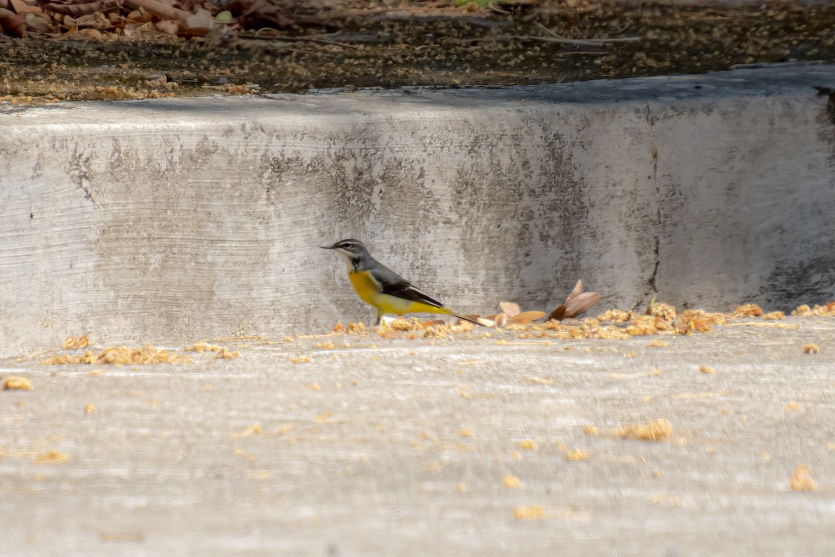 Gray Wagtail - ML618545790