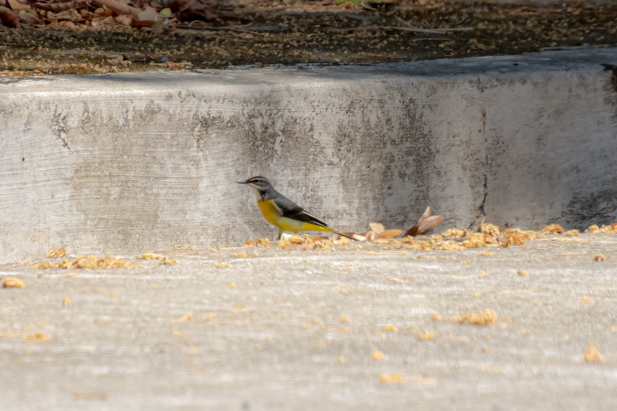 Gray Wagtail - Russel Orodio
