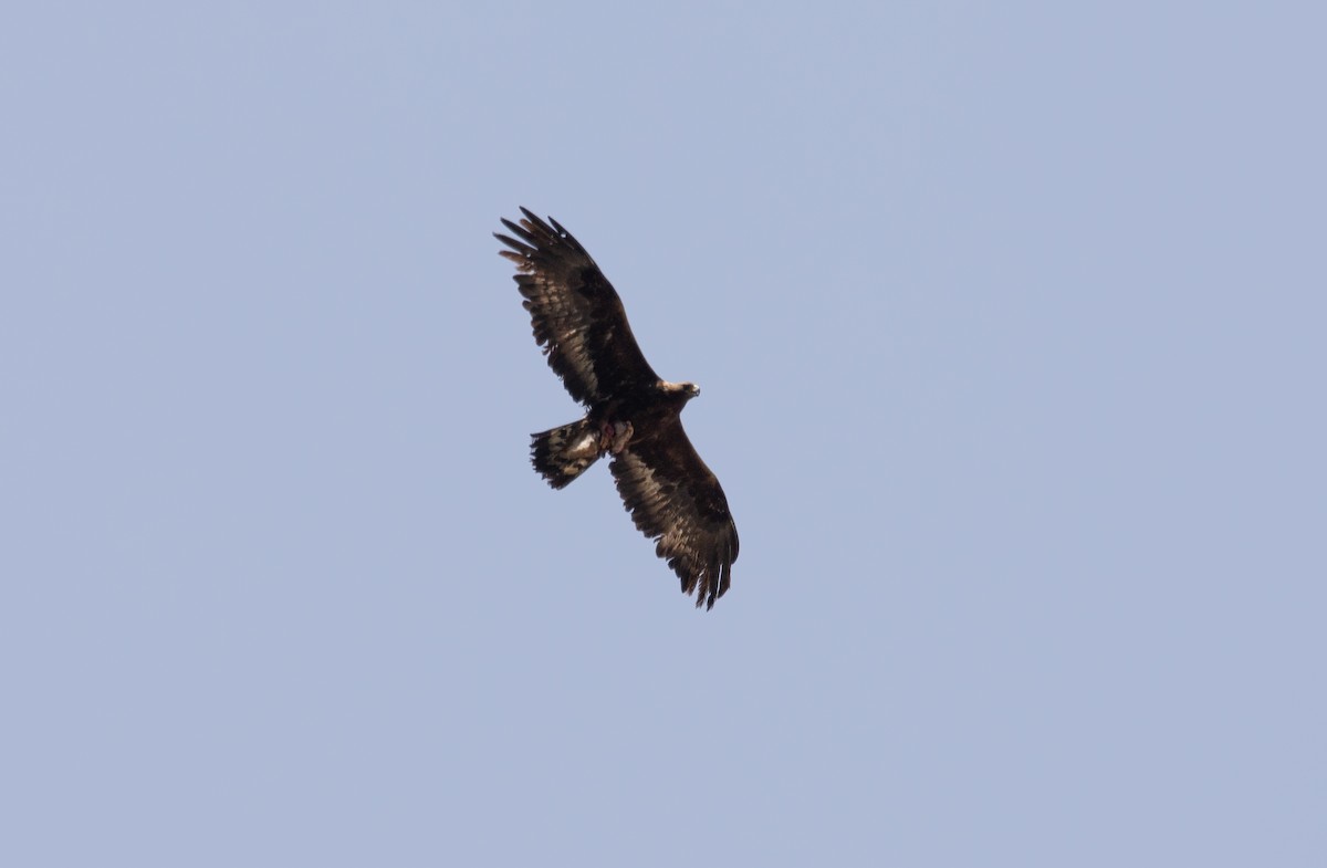 Golden Eagle - José A Cortés Guerrero