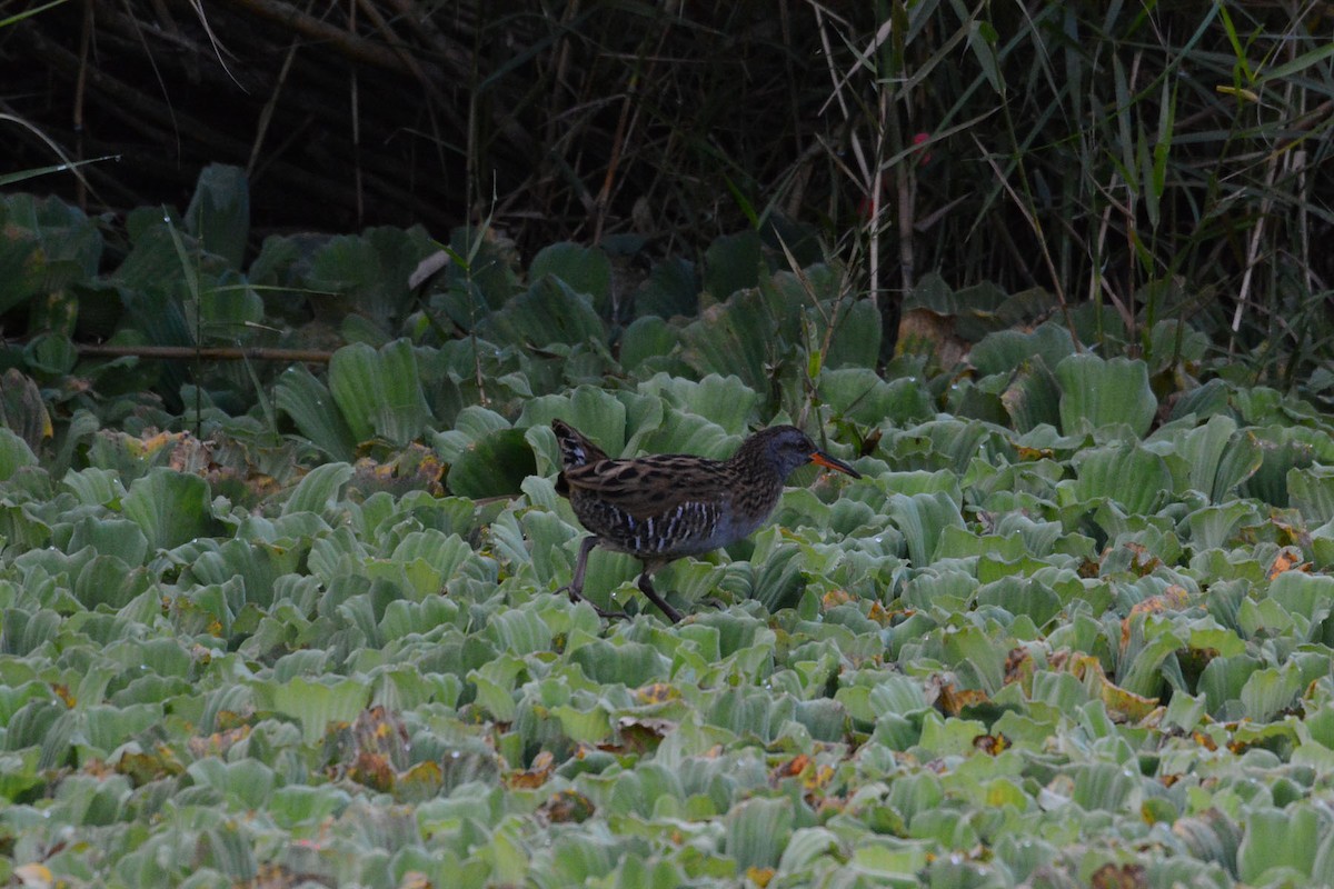 Brown-cheeked Rail - ML618545800