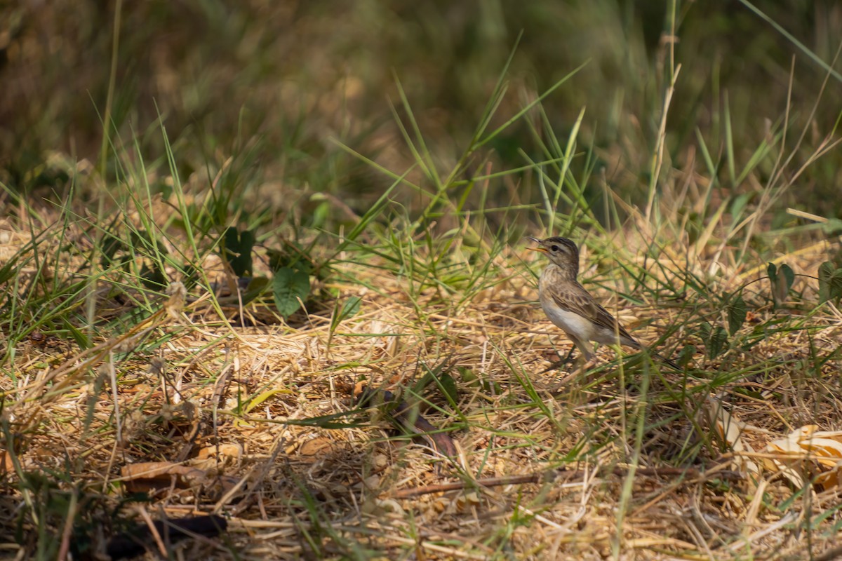 Paddyfield Pipit - ML618545803