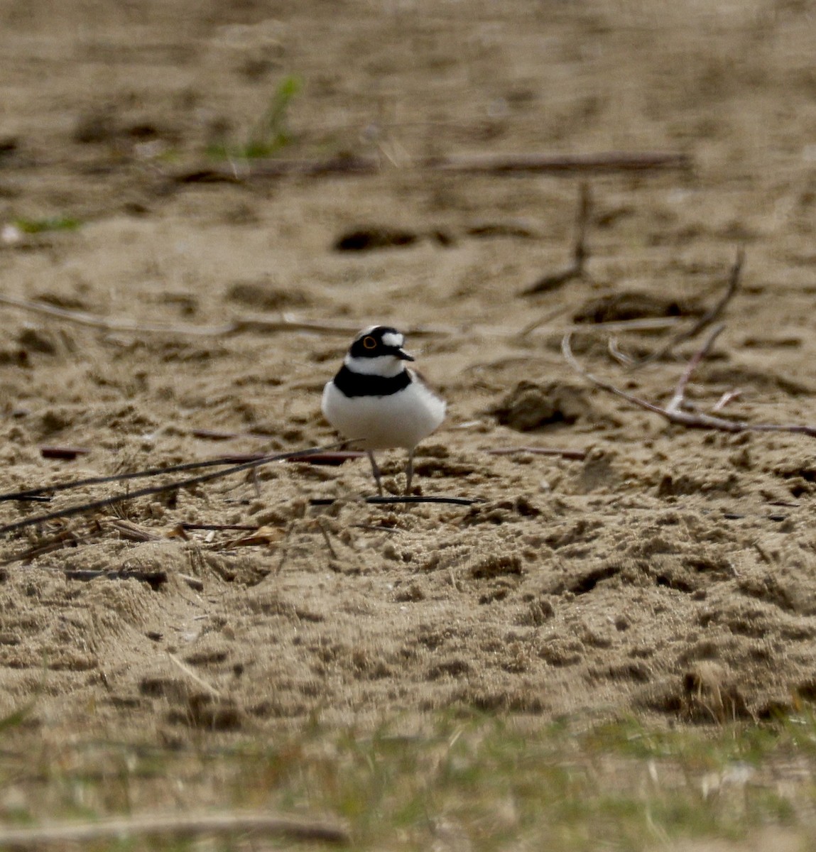 Little Ringed Plover - ML618545867