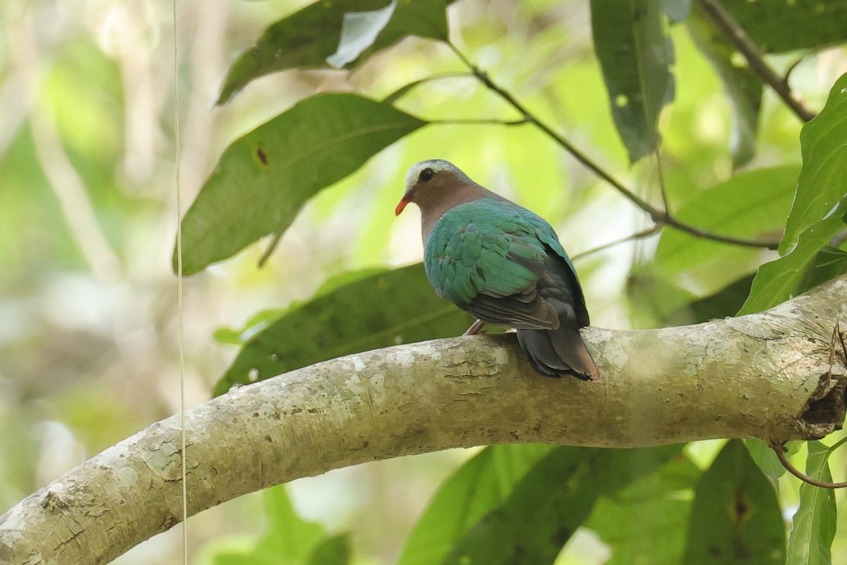 Asian Emerald Dove - ML618545868