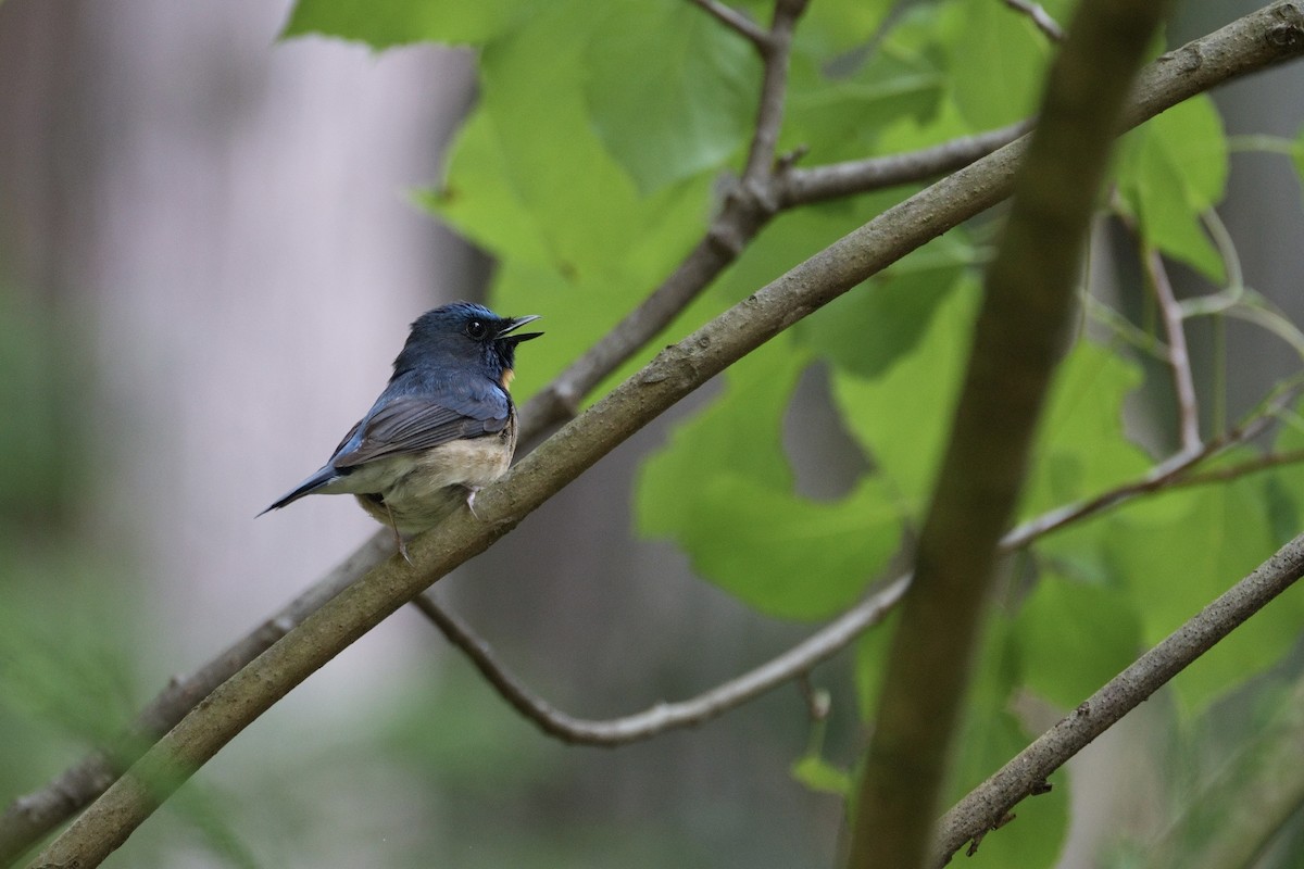 Chinese Blue Flycatcher - LiCheng Wang