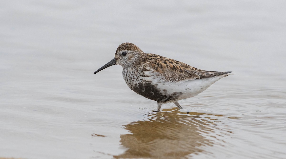 Dunlin - Ed Stubbs