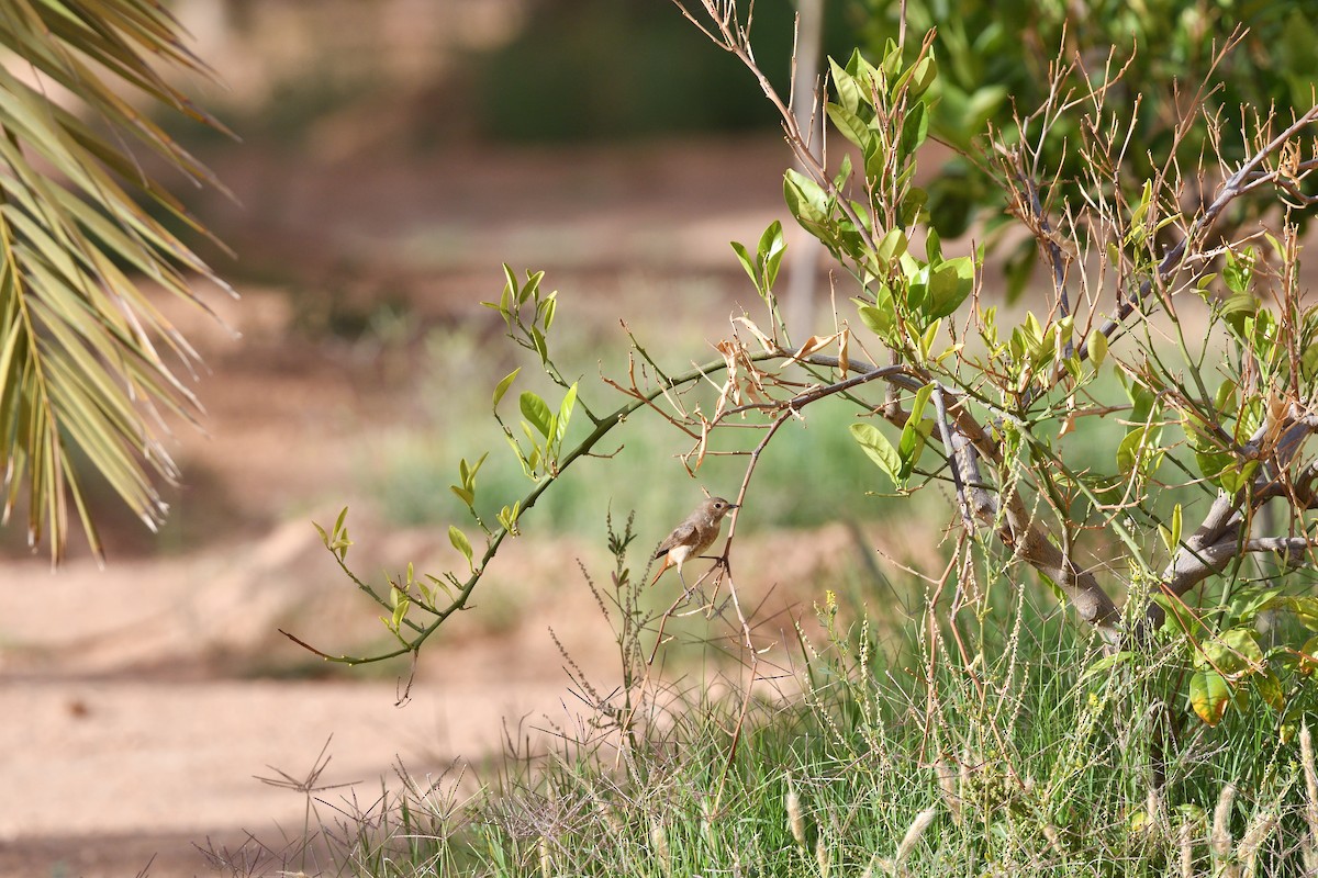 Common Redstart - ML618545890