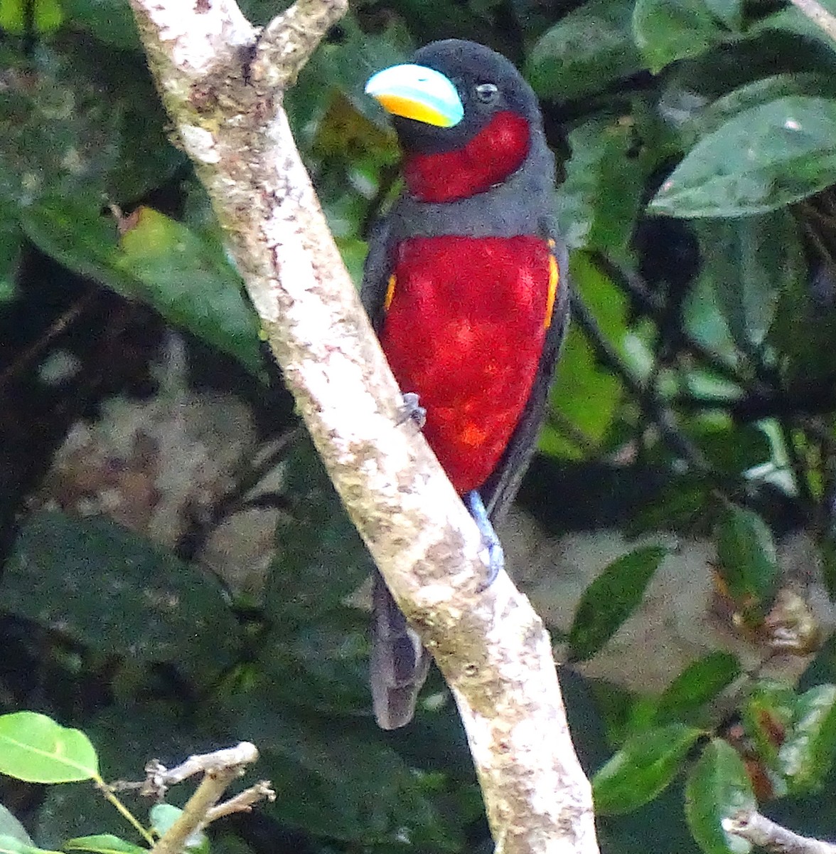 Black-and-red Broadbill - Lai Wah Liu