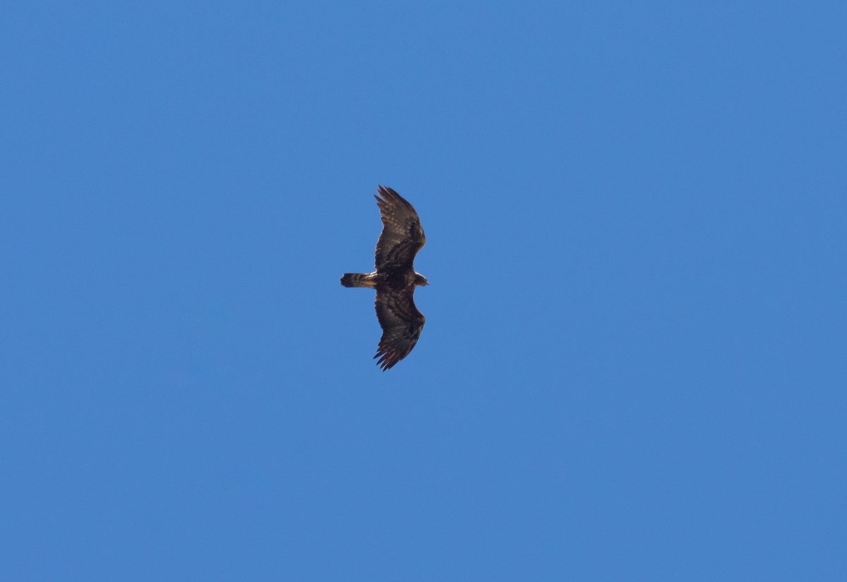 Golden Eagle - José A Cortés Guerrero