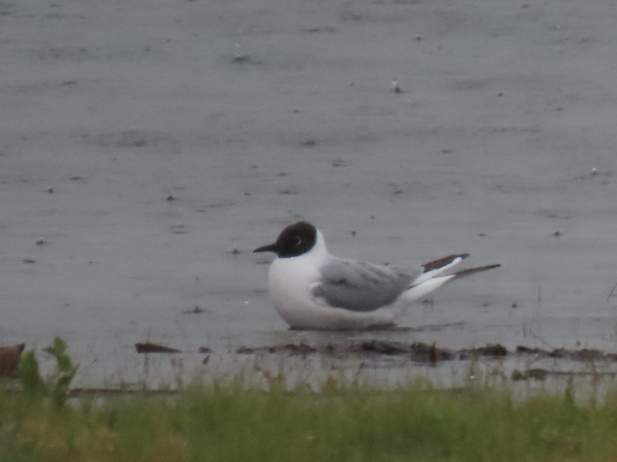 Bonaparte's Gull - ML618546006