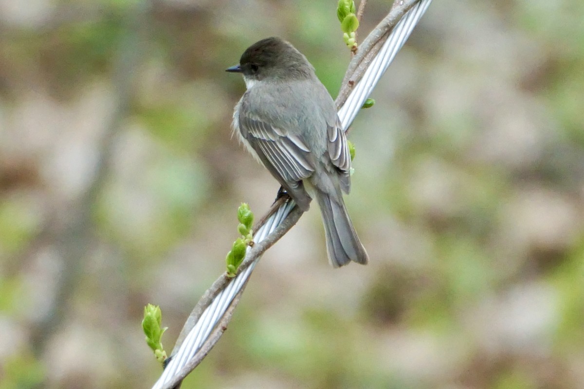 Eastern Phoebe - Laura Sisitzky