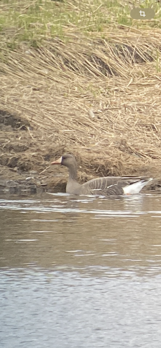 Greater White-fronted Goose - Robin Gingras