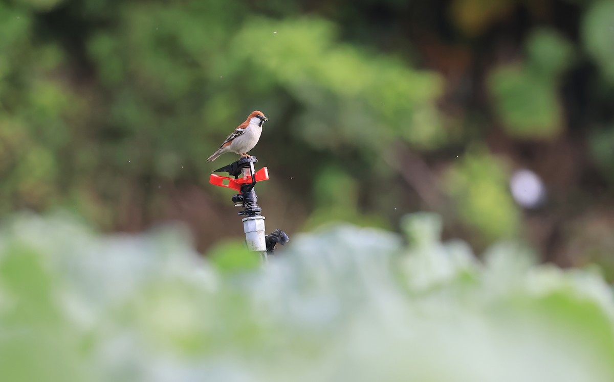 Russet Sparrow - Allen Lyu