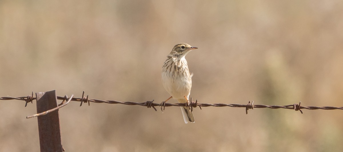 Australian Pipit - ML618546037