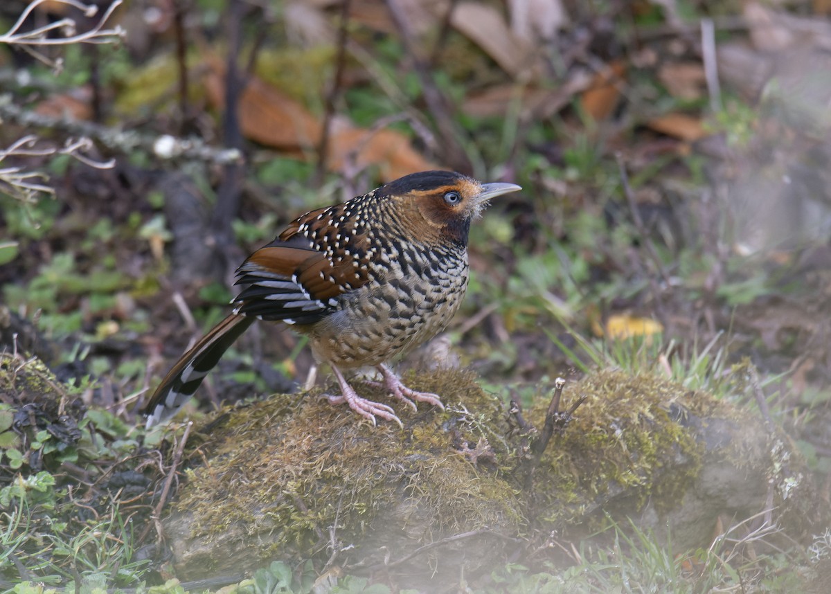 Spotted Laughingthrush - Antonio Ceballos Barbancho