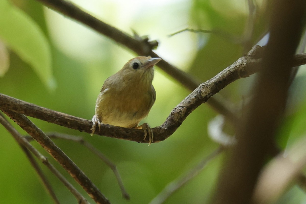 Buff-chested Babbler - Sriram Reddy