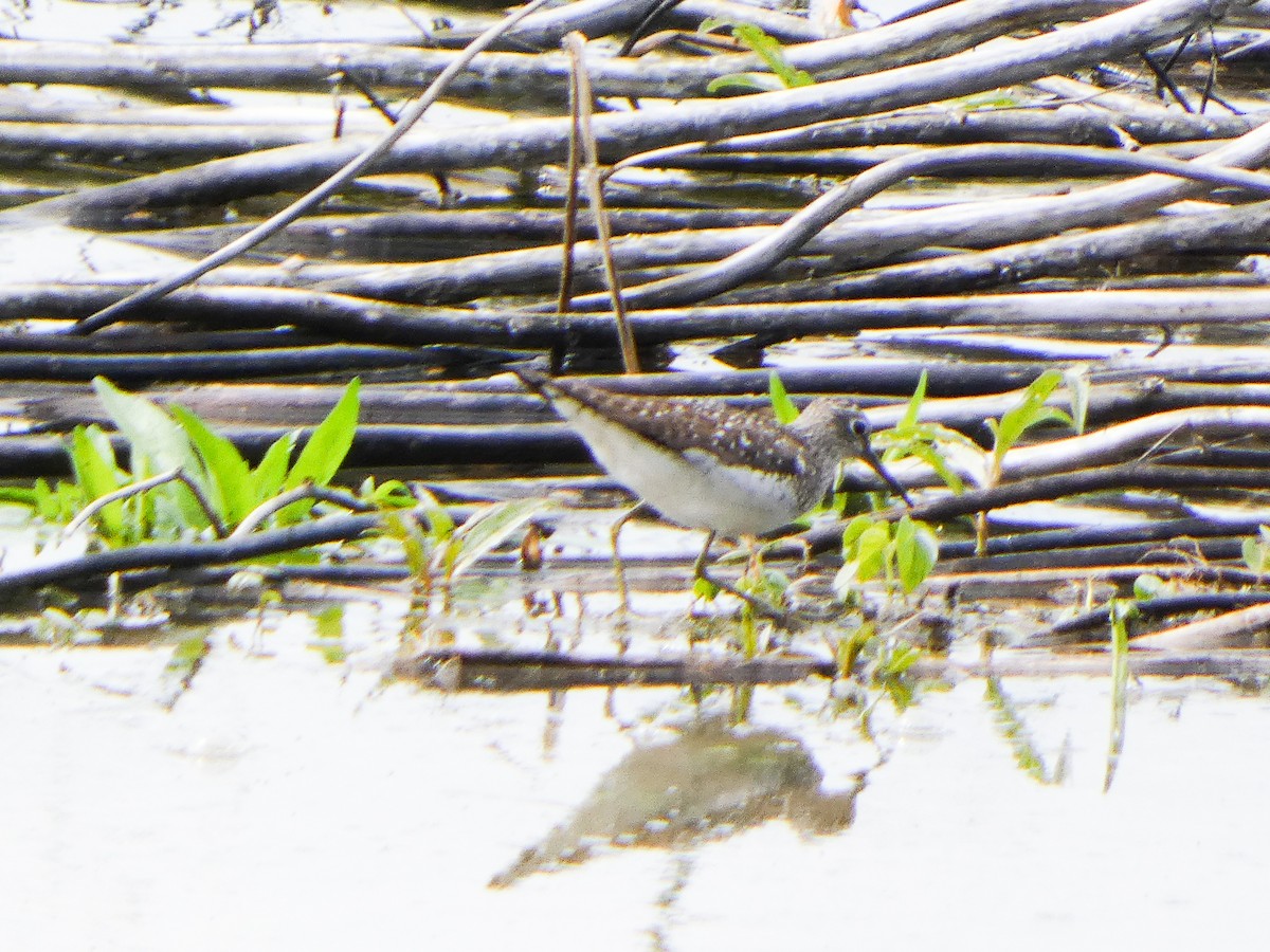 Solitary Sandpiper - ML618546106