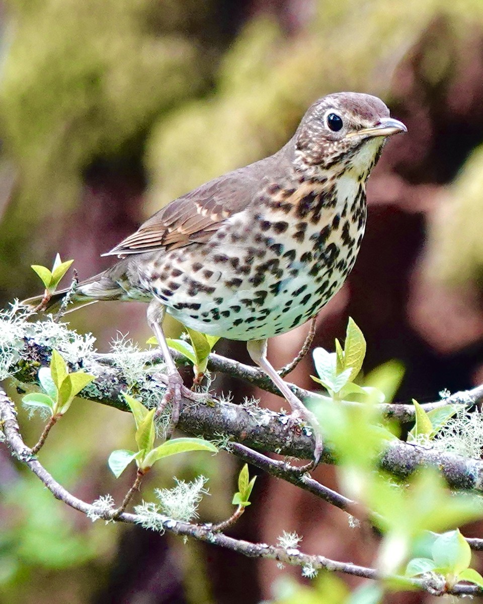 Song Thrush - Wally Taylor