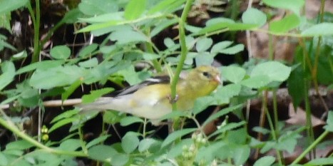 American Goldfinch - Randy Bodkins