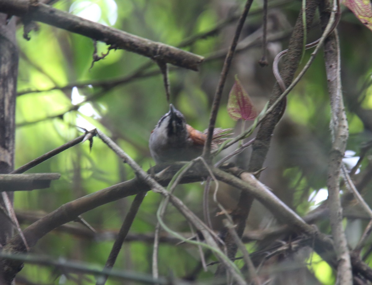 Whiskered Wren - ML618546129