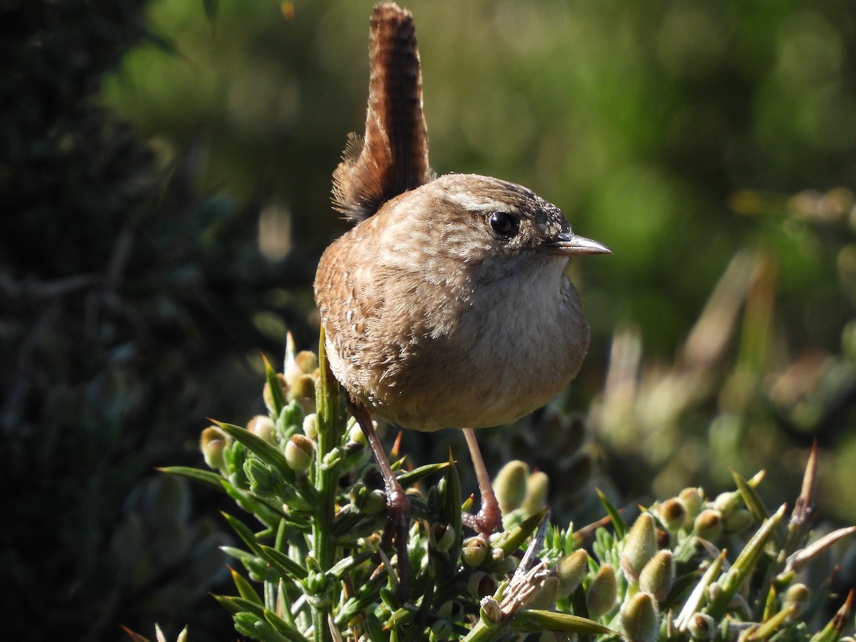 Eurasian Wren - Juan carlos Grandal doce