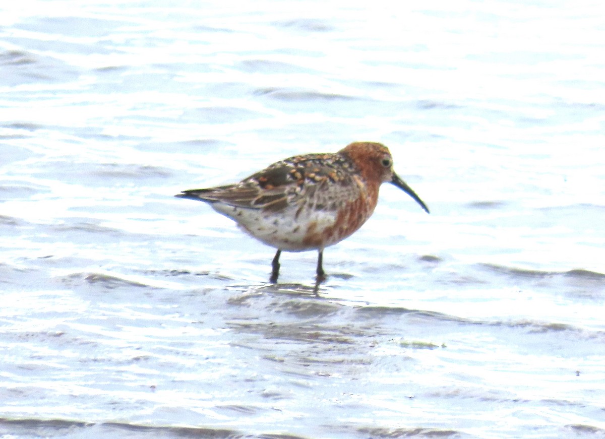 Curlew Sandpiper - Michael Bowen