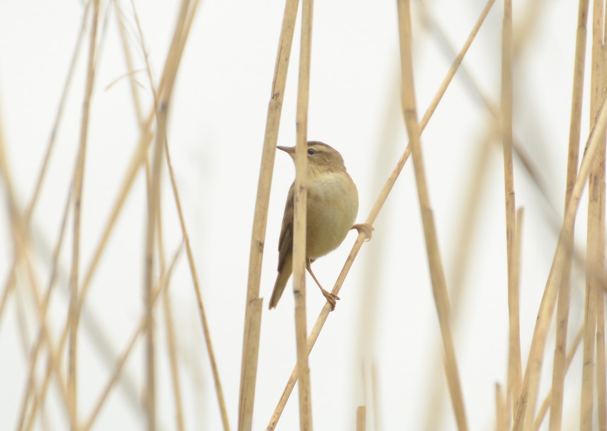 Sedge Warbler - Santiago David