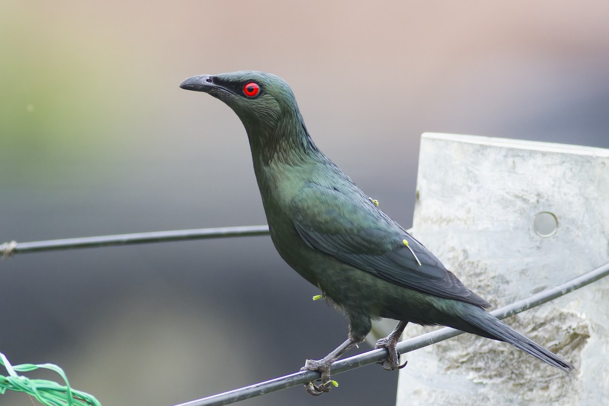 Asian Glossy Starling - ML618546189