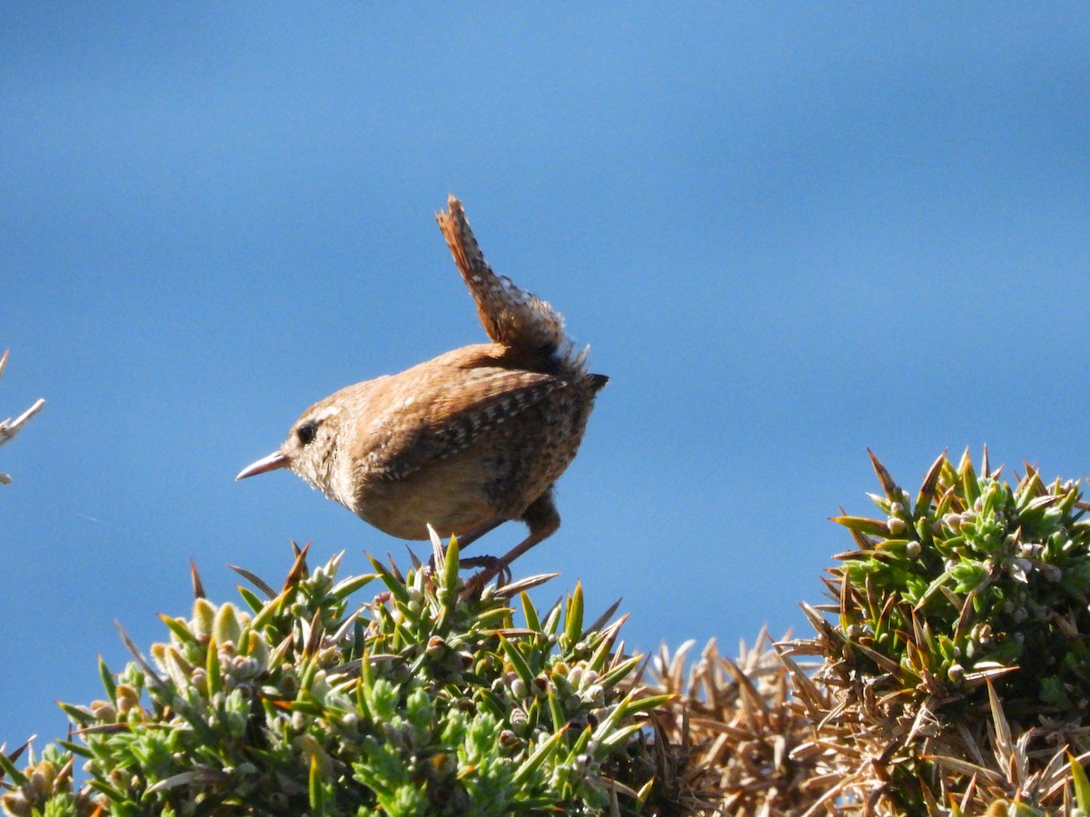 Eurasian Wren - Juan carlos Grandal doce