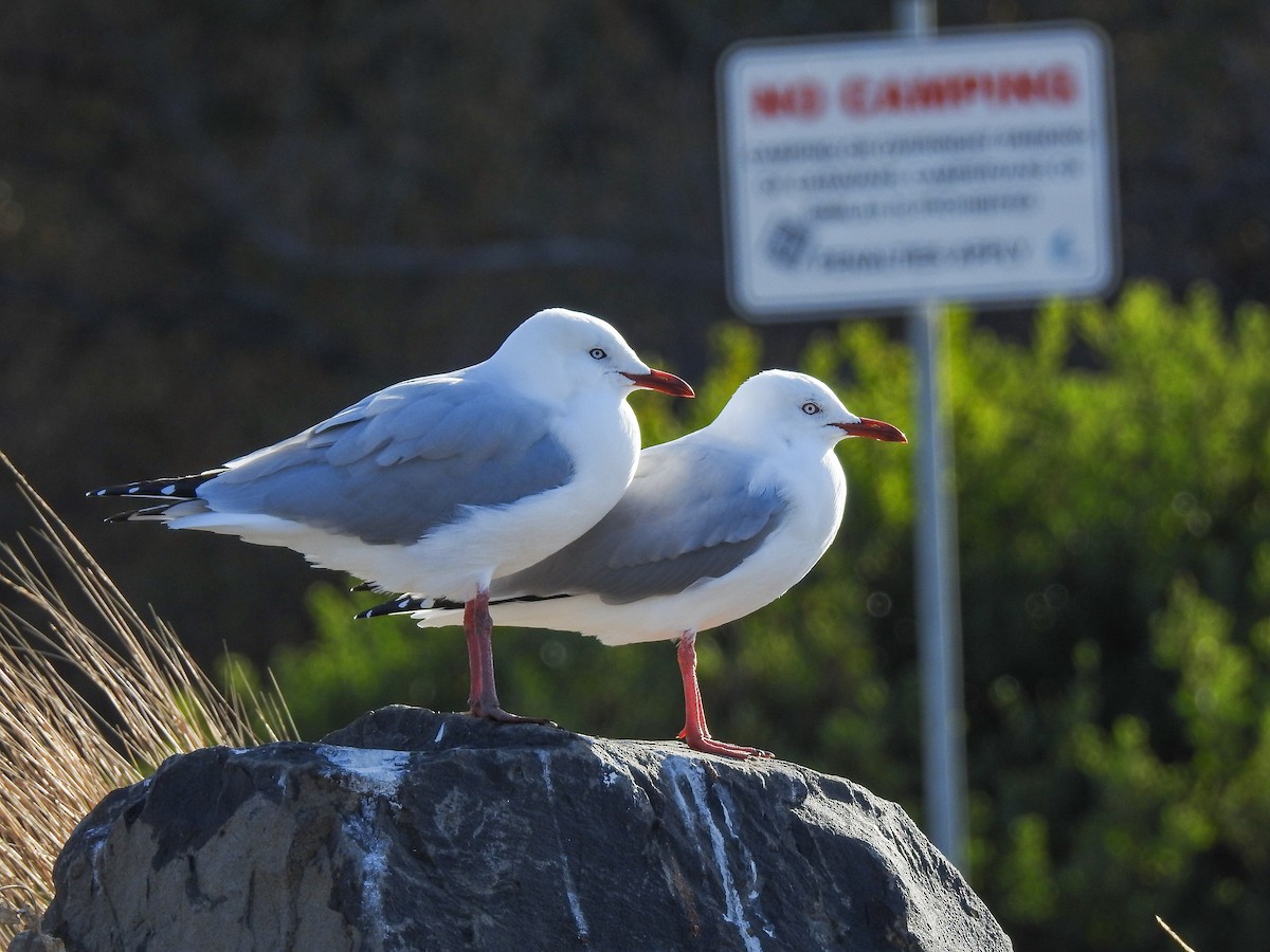 Silver Gull - Ramit Singal