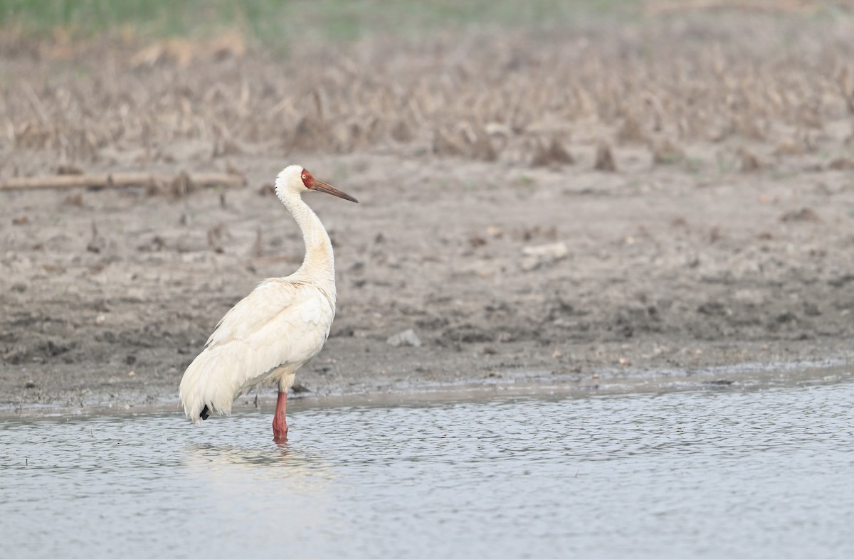 Siberian Crane - Terry Townshend