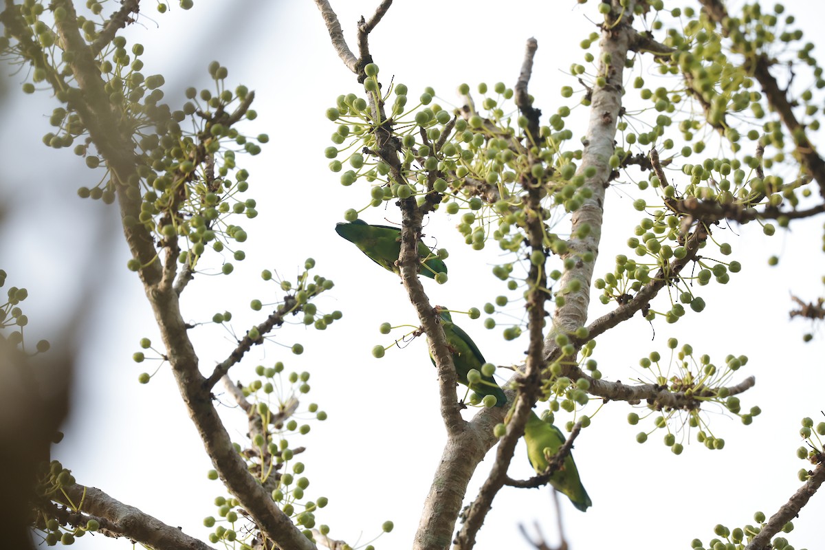 Vernal Hanging-Parrot - Sriram Reddy