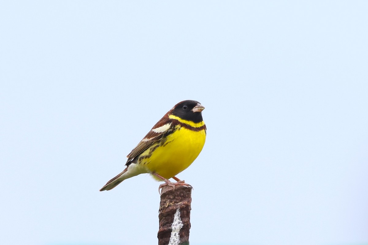 Yellow-breasted Bunting - 志民 蘇