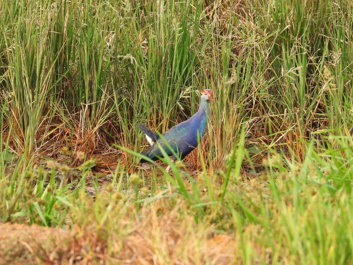 Gray-headed Swamphen - Bindu Krishnan