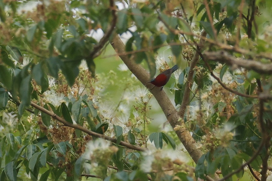 Crimson Sunbird - Sriram Reddy