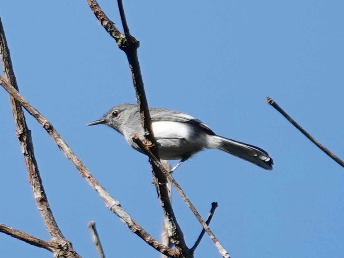 Klages's Gnatcatcher - Barry Reed