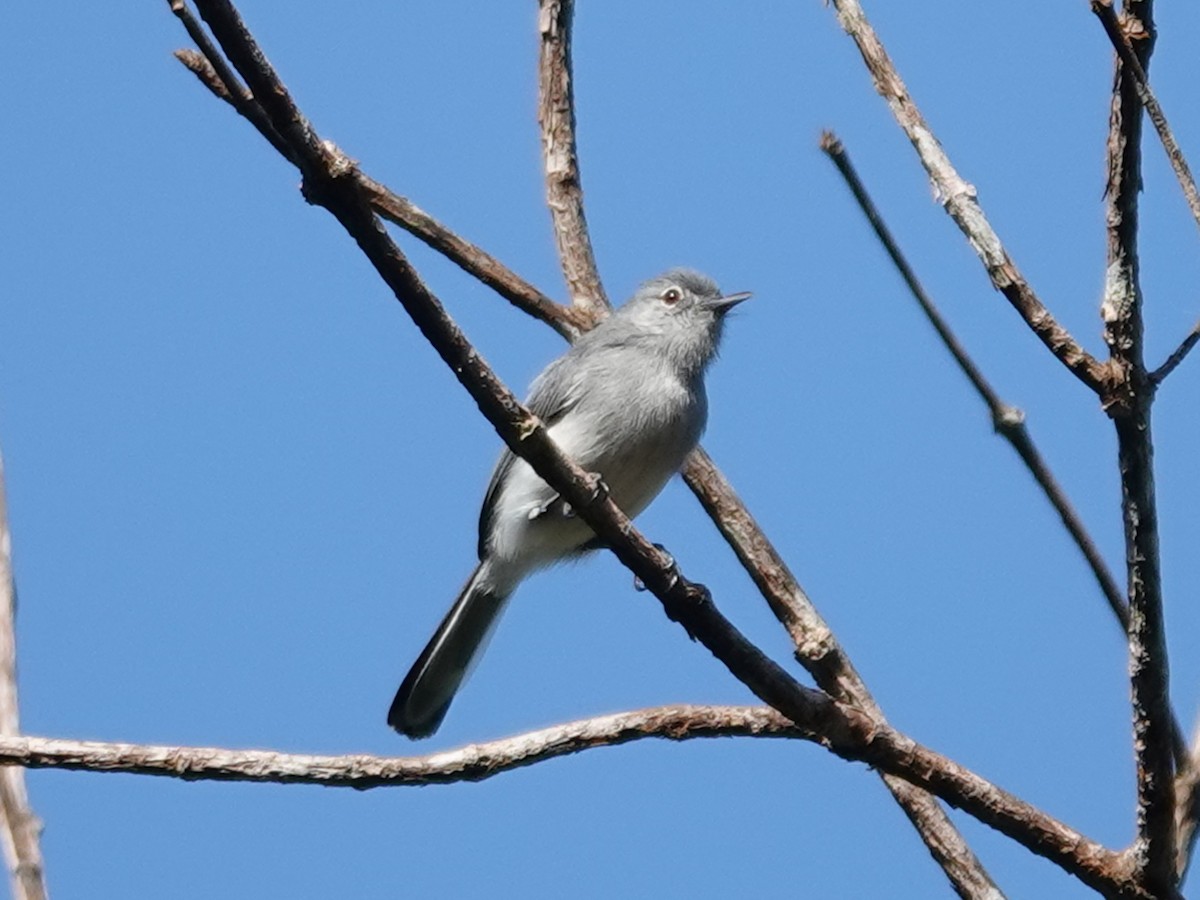 Klages's Gnatcatcher - ML618546267