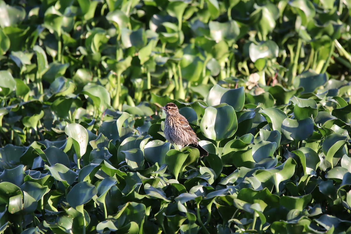 Red-winged Blackbird - ML618546288