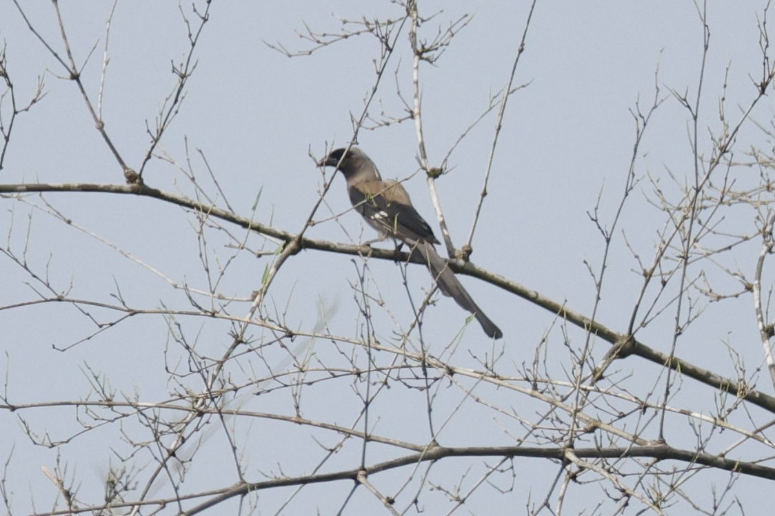 Gray Treepie - ML618546320