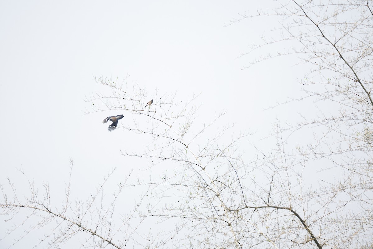 Gray Treepie - ML618546322