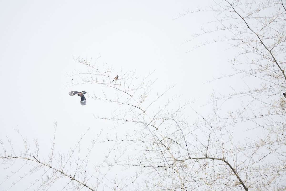 Gray Treepie - ML618546323