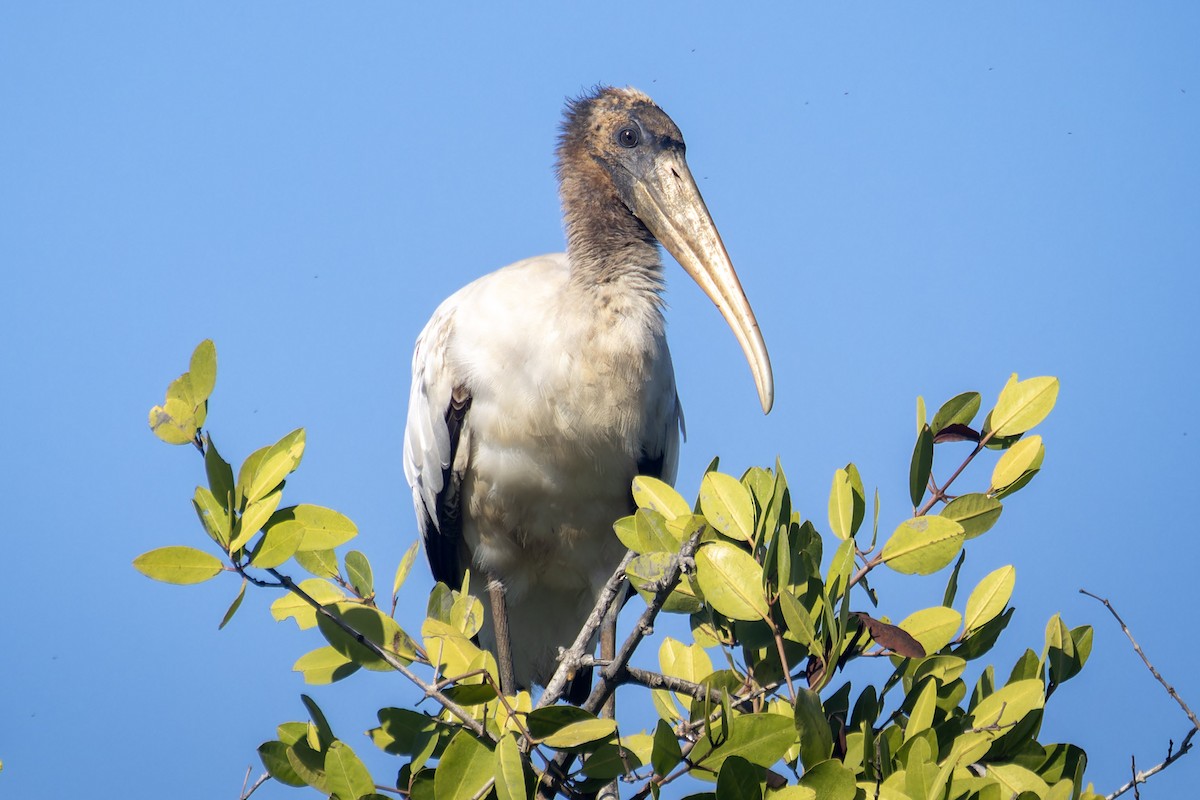 Wood Stork - Jason Stovin