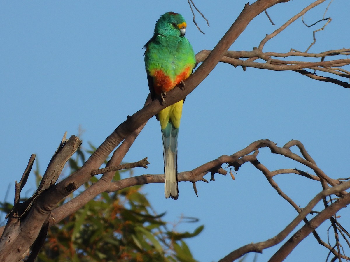 Папужка різнобарвний - ML618546354
