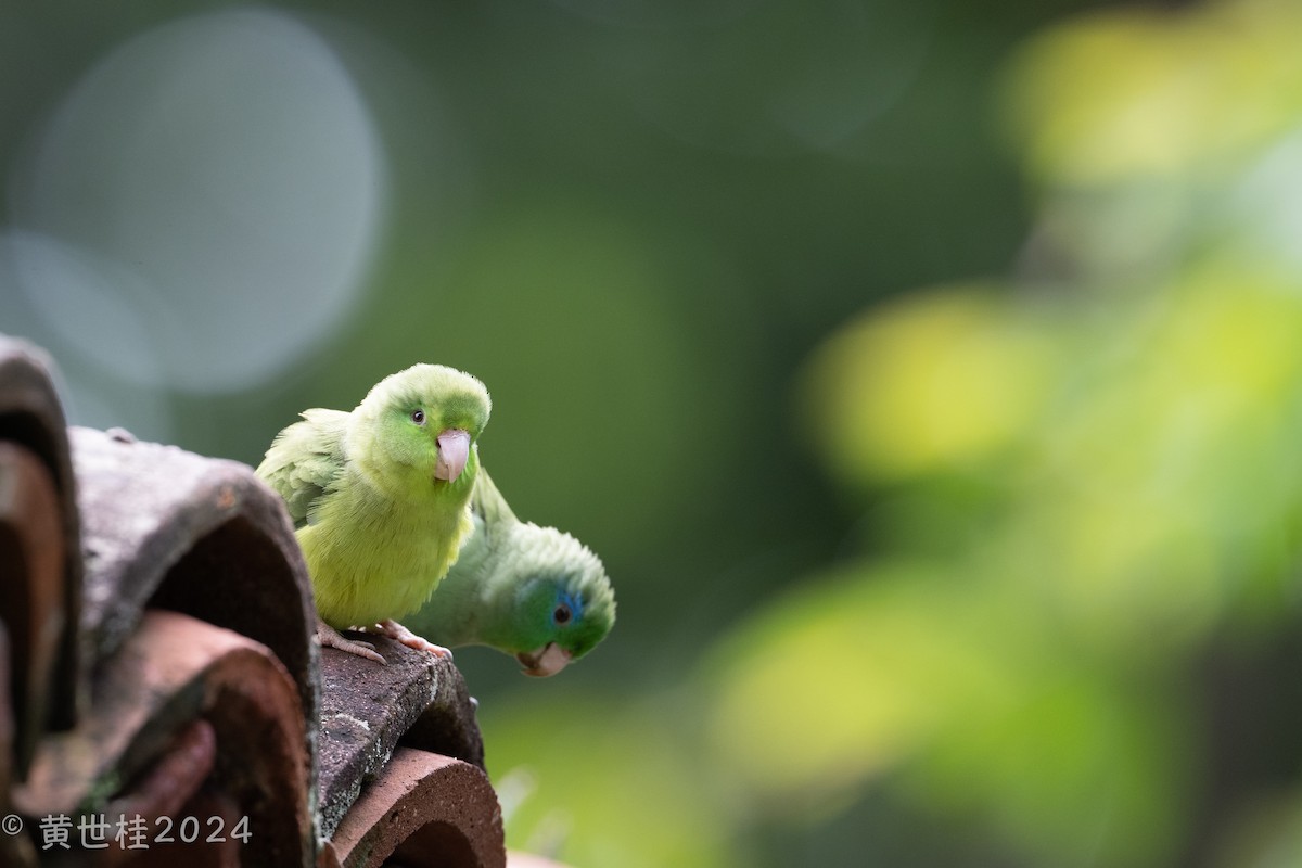 Spectacled Parrotlet - ML618546366