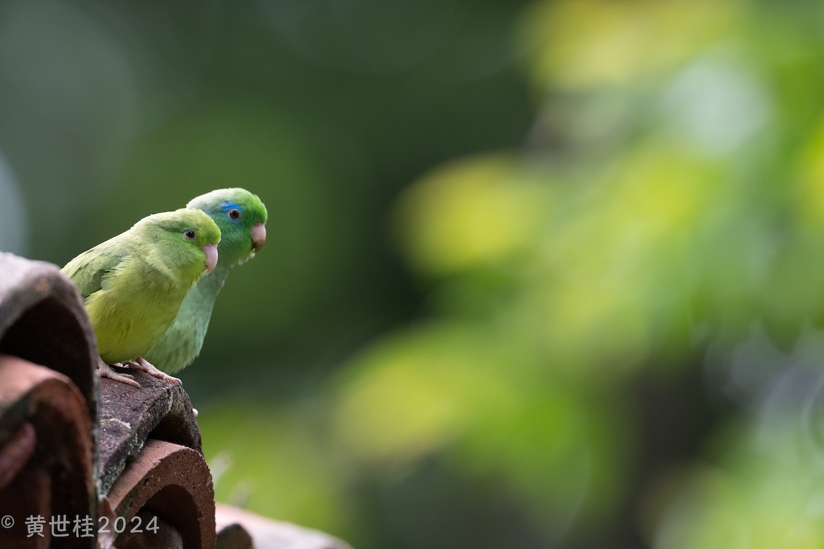 Spectacled Parrotlet - ML618546368