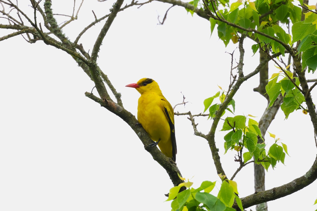 Black-naped Oriole - ML618546379